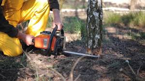 Best Tree and Shrub Care  in Lake Sconsin, WI